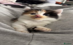 Mixed Breed cats for sale: Fluffy kittens - Image 13