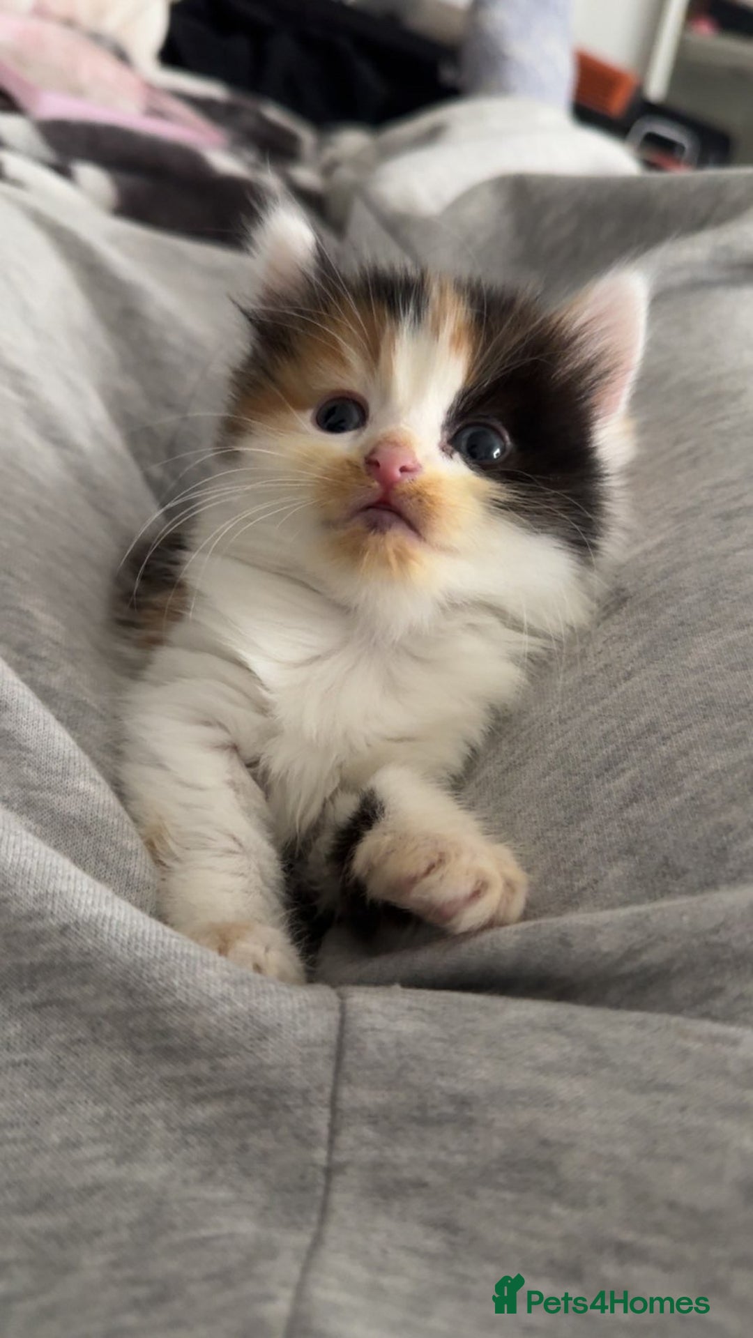 Mixed Breed cats for sale: Fluffy kittens - Image 13