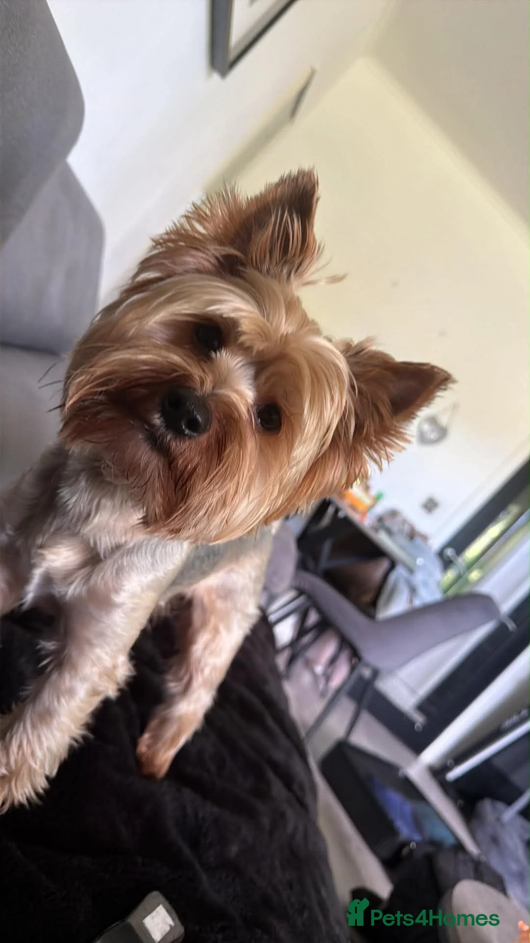 Yorkshire Terrier dogs for sale: Colorfull  yorkies  in Aberdeen - Advert 24