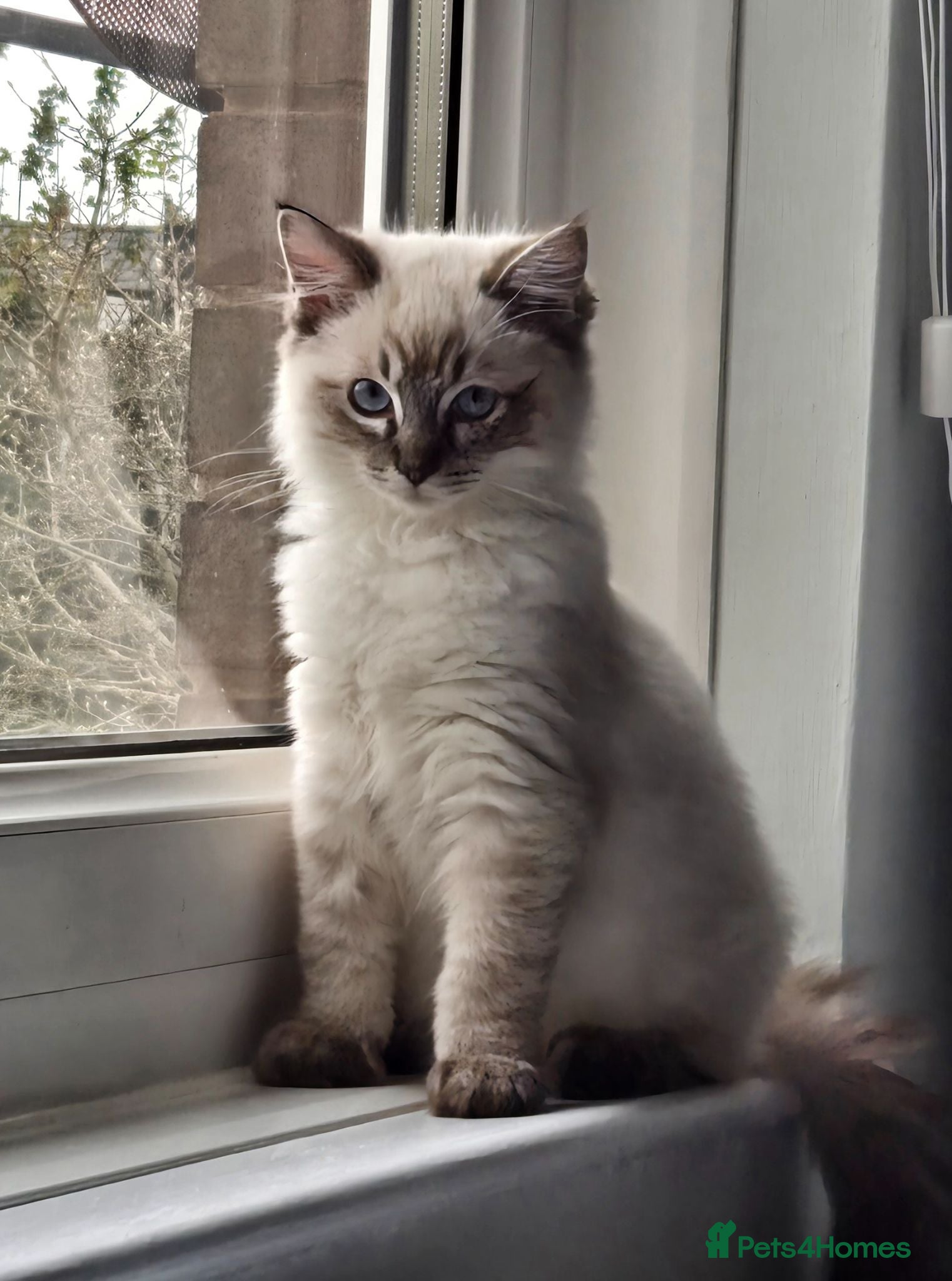 Ragdoll cats Ragdoll male - Advert 3