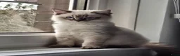 Ragdoll cats for sale: Ragdoll male - Advert 1