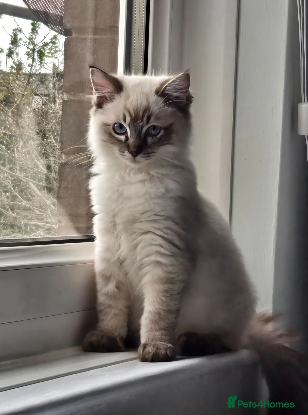 Ragdoll cats for sale: Ragdoll male - Advert 1