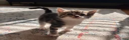 Mixed Breed cats for sale: 5 Beautiful Tabby Kittens for sale ❤️❤️ - Advert 11
