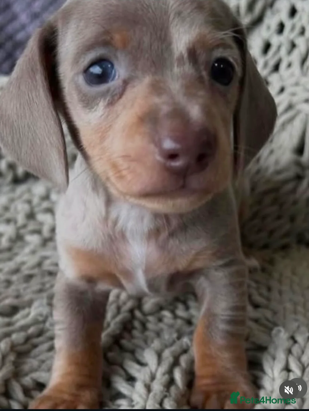 Dachshund dogs for stud: Miniature Dachshund for stud duties. Proven   - Advert 3