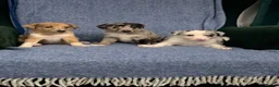 Mixed Breed dogs for sale: Blue Merle Border Collie x Lurcher Puppies  - Advert 13