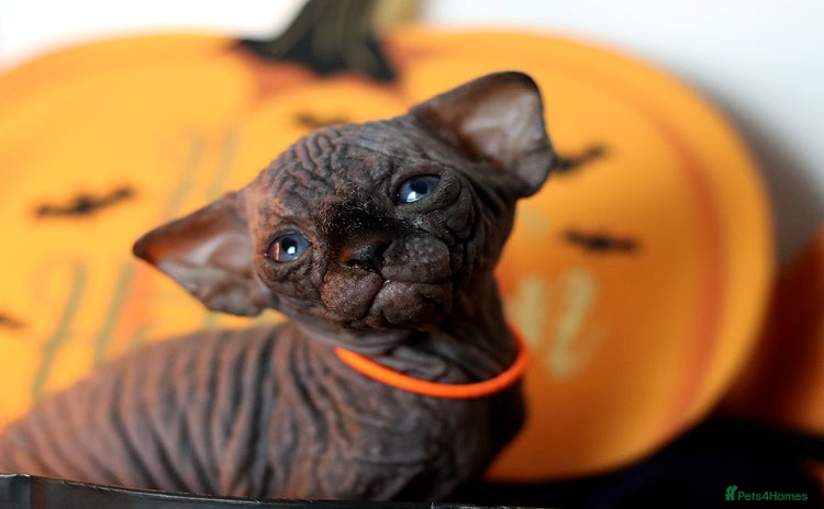 Sphynx cats Sphynx Black Solid Girls  - Advert 1