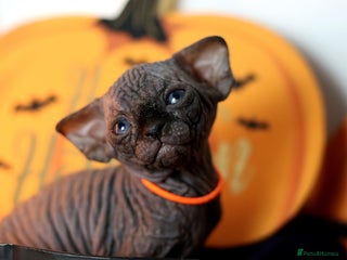Sphynx cats Sphynx Black Solid Girls - Advert 5