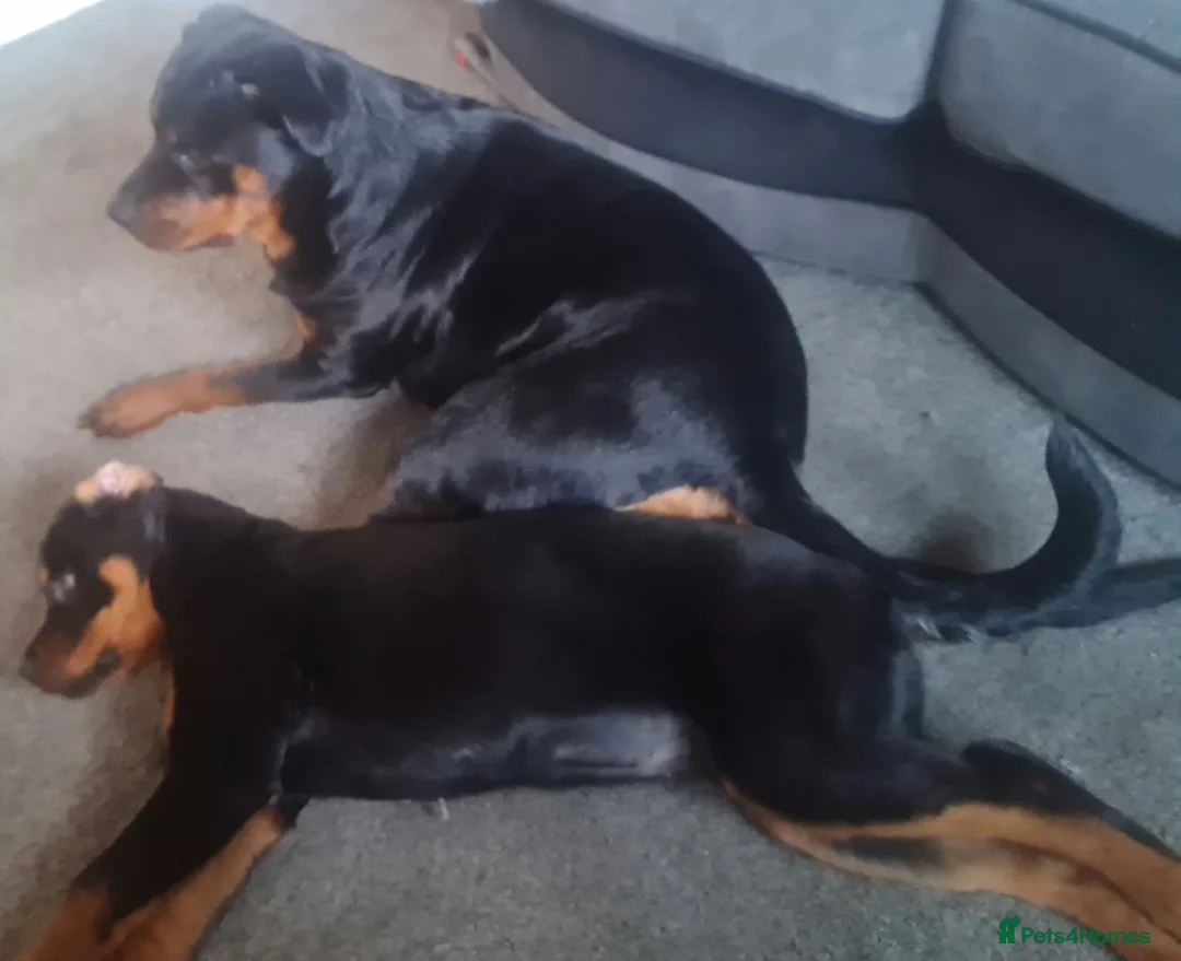 Rottweiler dogs for sale: Stunning ruby  - Advert 16