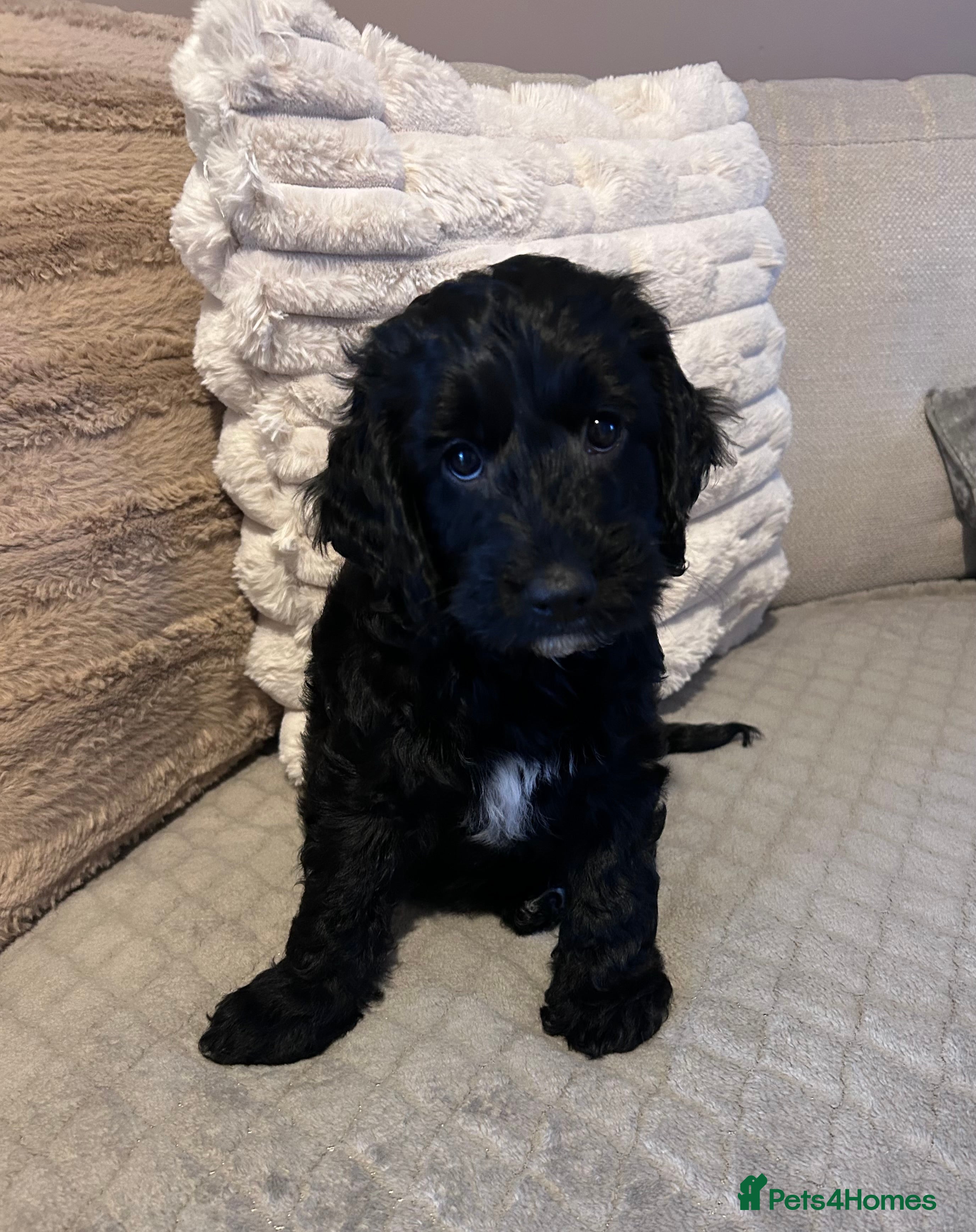 Cockapoo dogs Beautiful cockapoo boy ❤️ - Advert 3