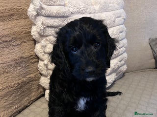 Cockapoo dogs Beautiful cockapoo boy ❤️ - Advert 3