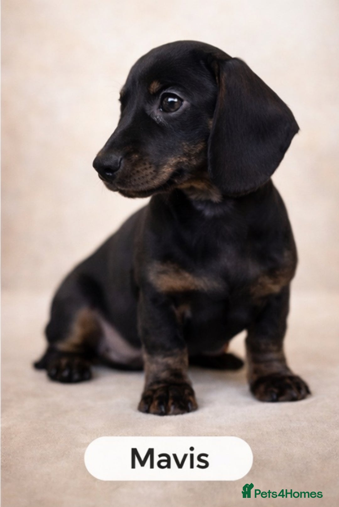 Miniature Dachshund dogs for sale: Unregistered miniature dachshund puppies  - Advert 4