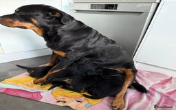 Rottweiler dogs for sale: chunky rottweiler puppy  - Image 6