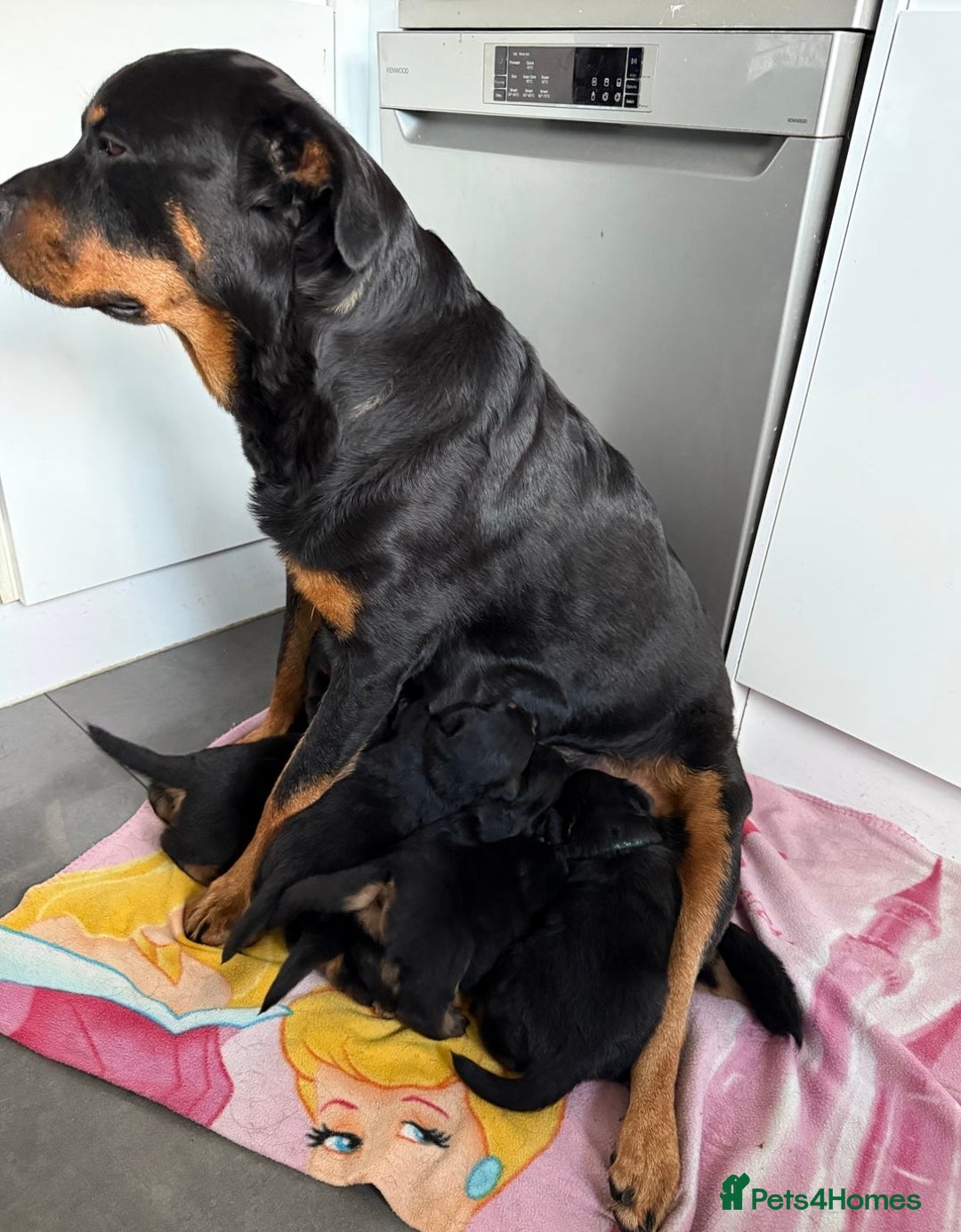 Rottweiler dogs for sale: chunky rottweiler puppy  - Image 6