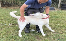 Mixed Breed dogs for adoption: DOUGIE - looking for an active guardian. - Image 30