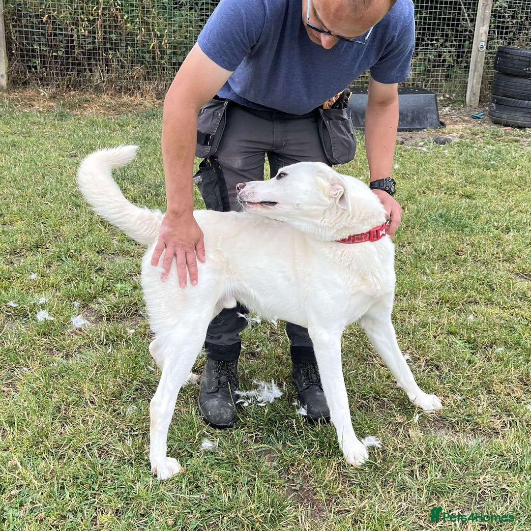 Mixed Breed dogs for adoption: DOUGIE - looking for an active guardian. - Image 30