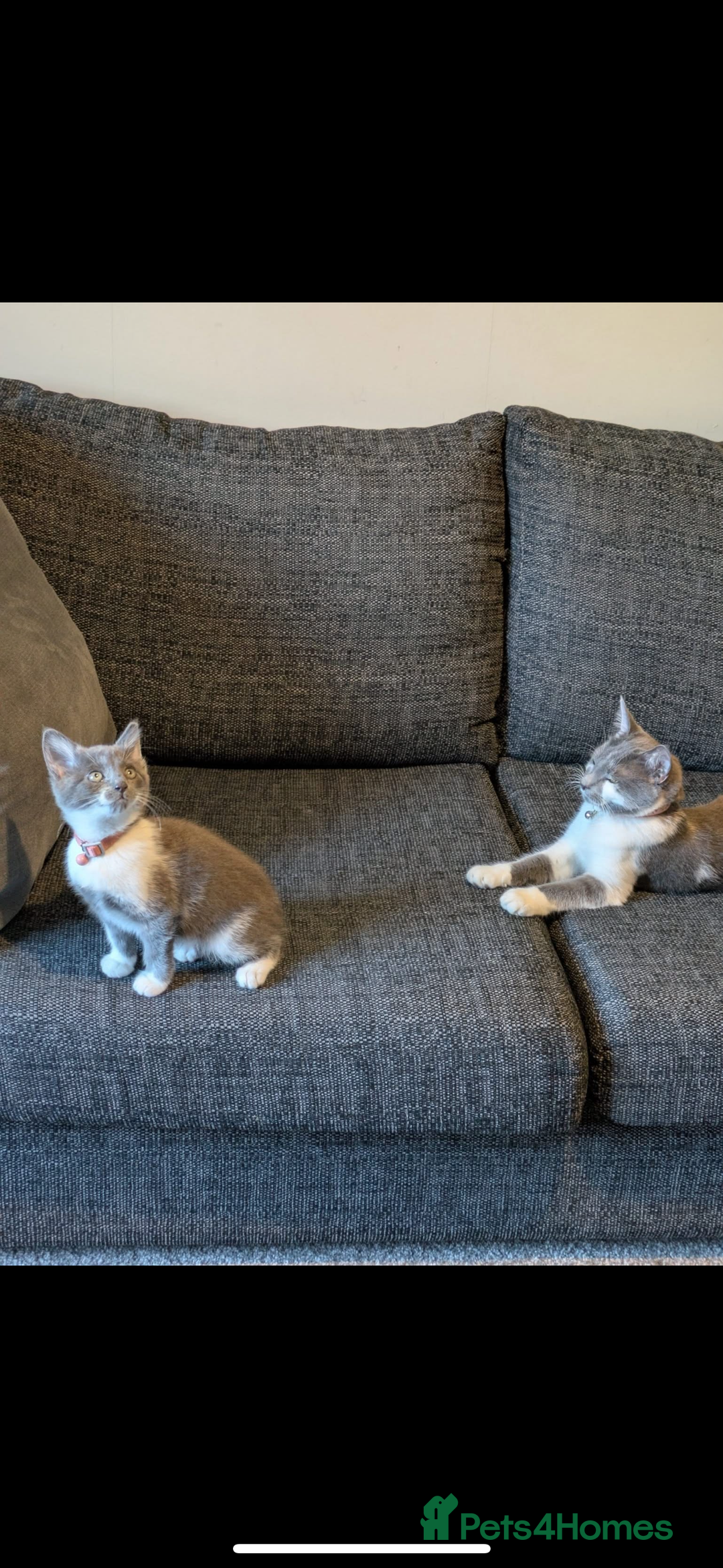 Mixed Breed cats for sale: Grey and white kitten  - Image 5