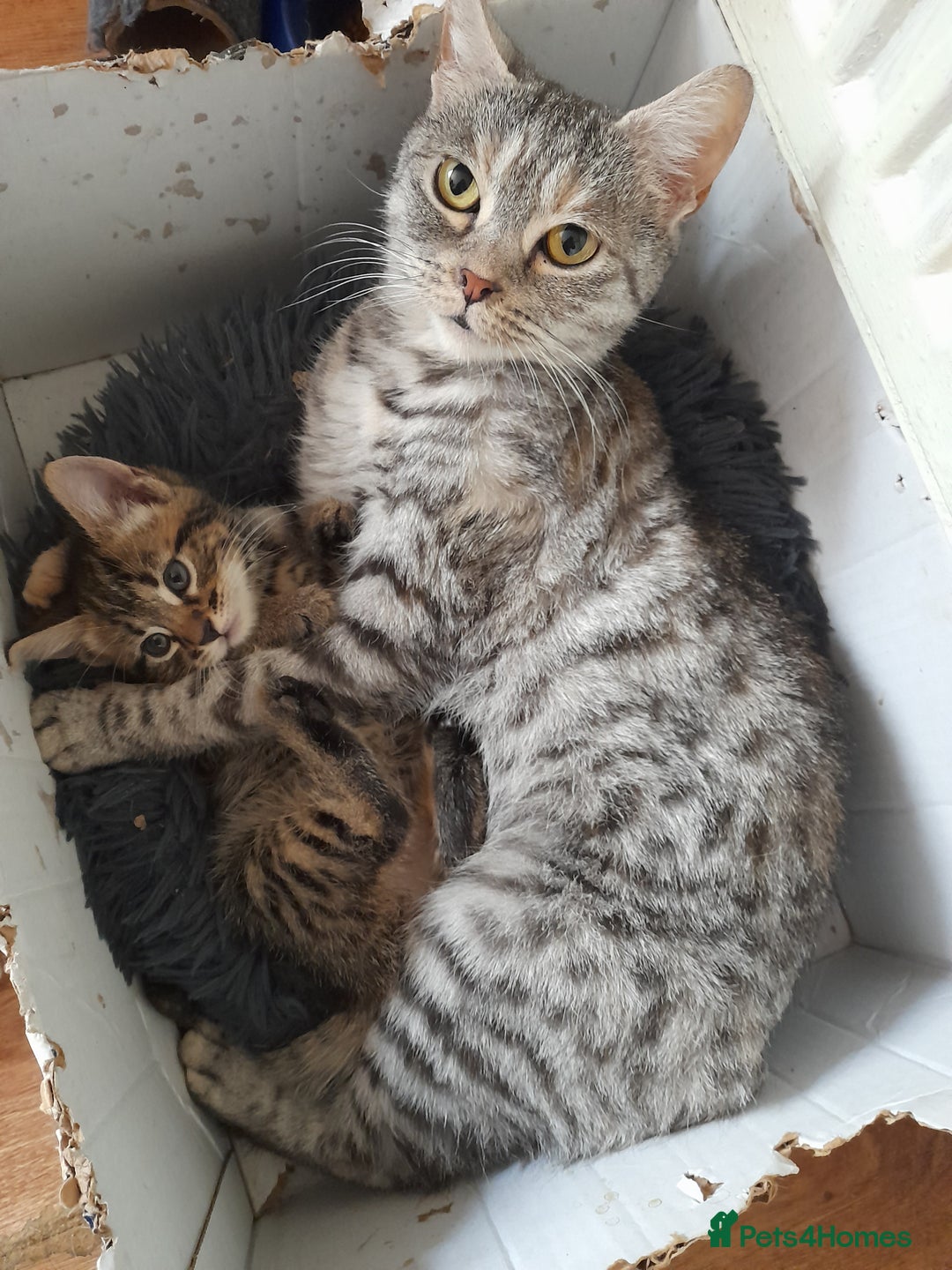 Mixed Breed cats for sale: Babies Ready Now - Image 5