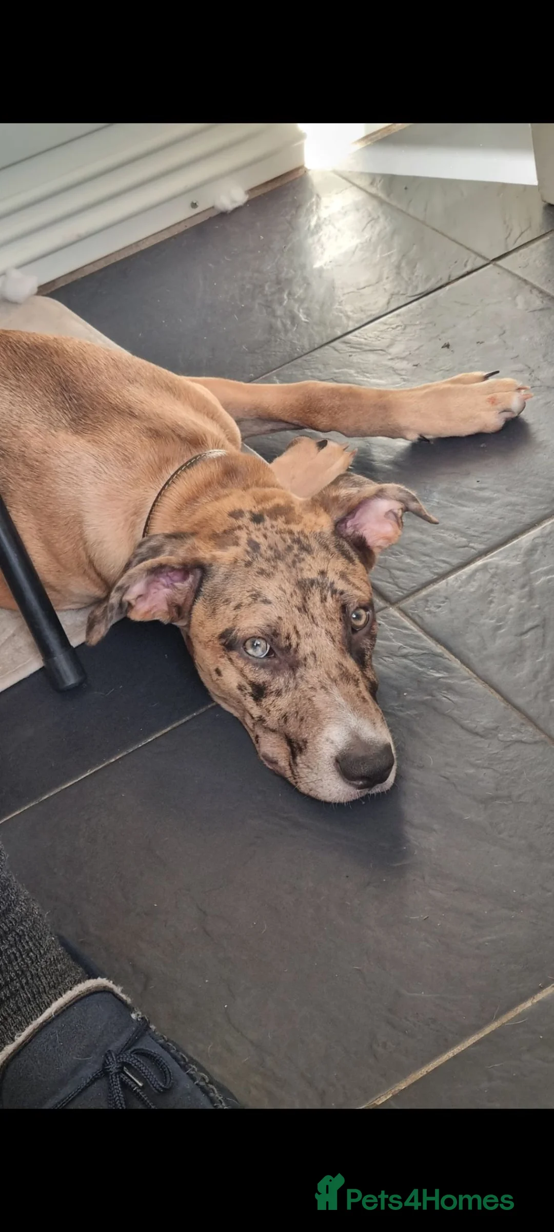 Mixed Breed dogs for sale: Catahoula leopard dog x Belgian malinois  - Advert 3