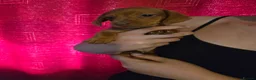 Miniature Dachshund dogs for sale: Gorgeous litter of miniature dachshunds - Advert 12