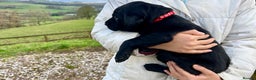 Labrador Retriever dogs for sale: KC Registered black Labrador Puppies for sale - Advert 10