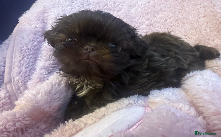Shih Tzu dogs - Advert 1
