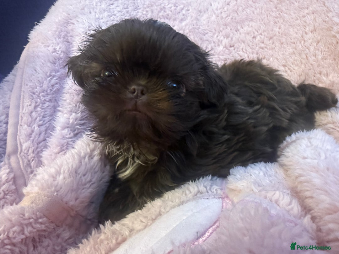 Shih Tzu dogs for sale: Adorable Shih Tzu puppies - Image 1