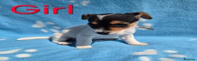 Jackapoo 7