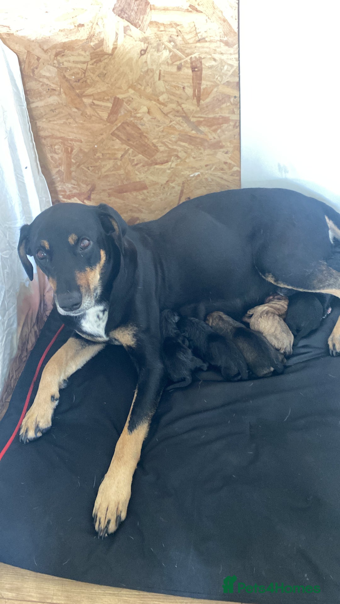 Mixed Breed dogs for sale: Adorable Male Puppies Looking for Loving Home - Advert 3