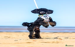 Toy Poodle dogs for stud: Black Phantom Toy Poodle PROVEN - Image 5