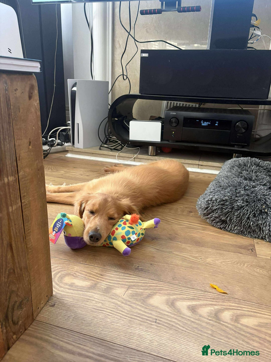 Mixed Breed dogs for adoption: Loving Buddy is waiting for you! - Image 8