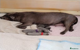 Staffordshire Bull Terrier dogs for sale: Blue Staffie Pups - Image 8