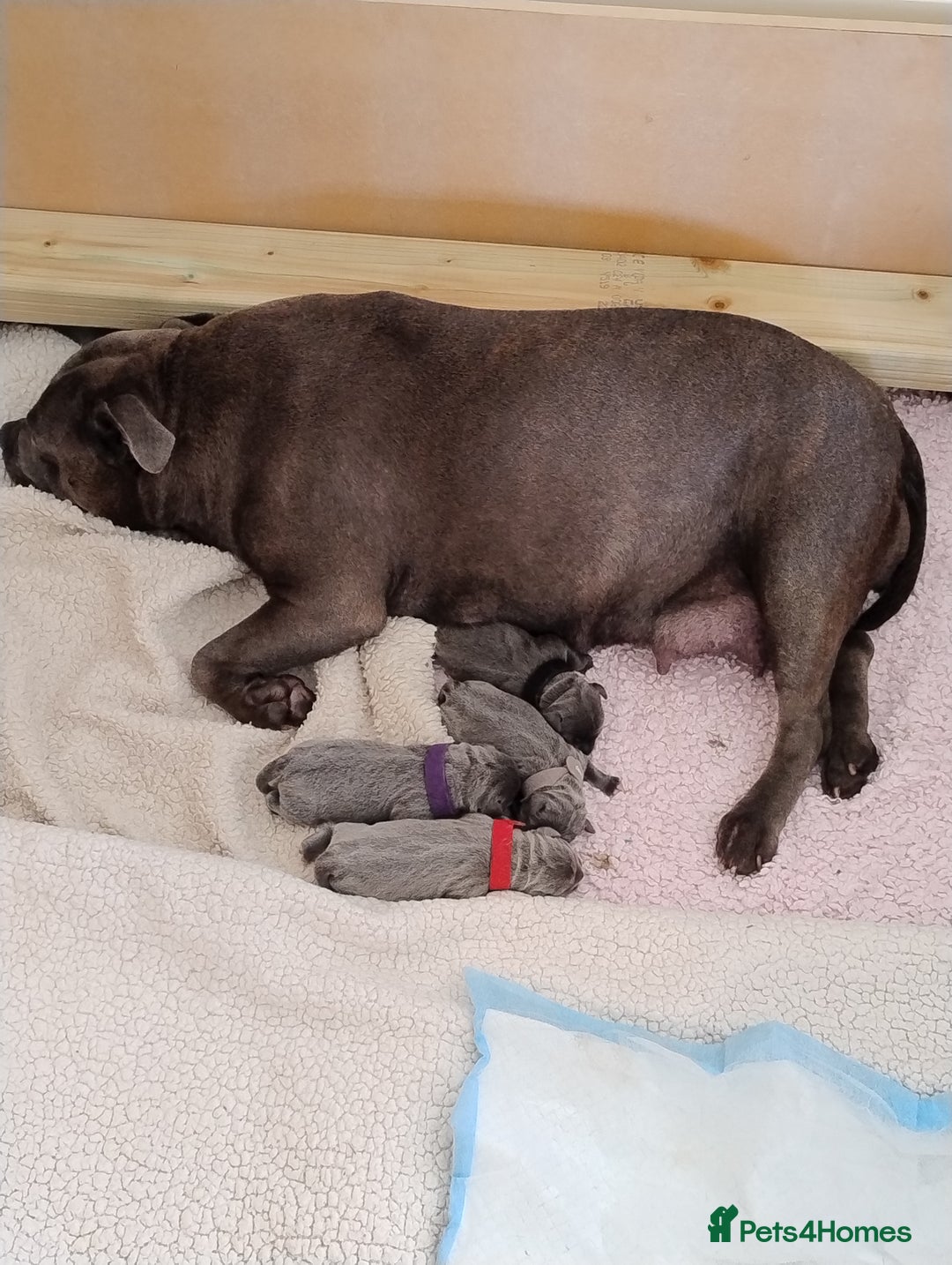 Staffordshire Bull Terrier dogs for sale: Blue Staffie Pups - Image 8