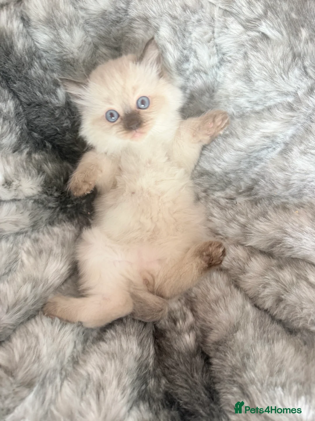 Ragdoll cats for sale: Ragdoll males for sale  - Advert 8