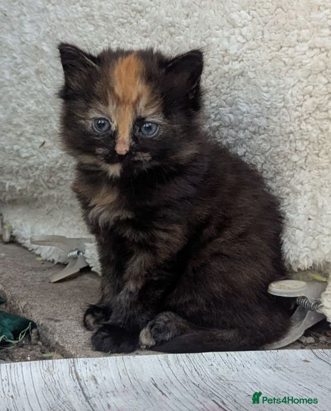 Mixed Breed cats for sale: Premium kittens, ready now - Advert 5