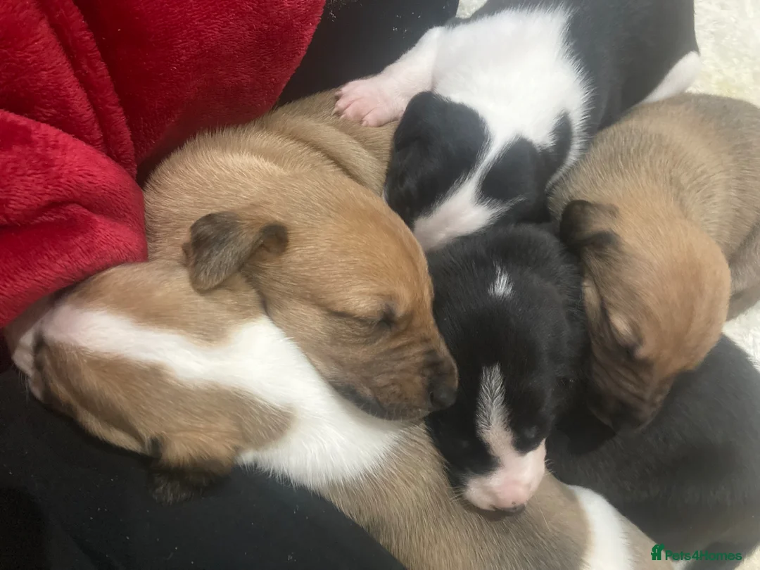 Mixed Breed dogs for sale: Beautiful Whippet x Beagle puppies  in Bexhill-on-Sea - Advert 1