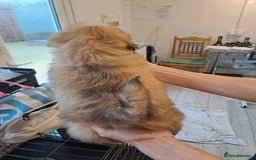 Lhasa Apso dogs for sale: Lhasa Apso Puppies - Advert 9