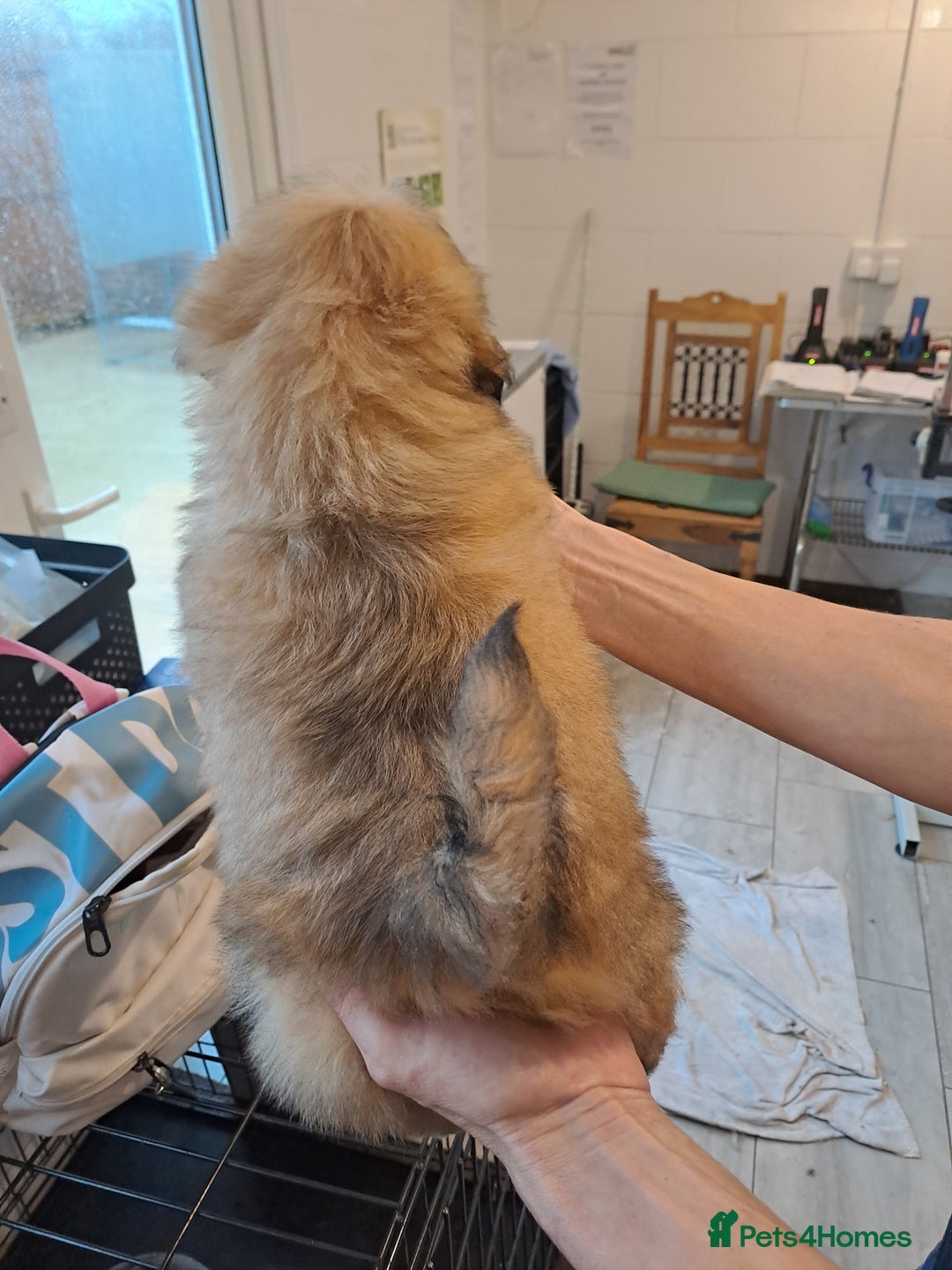 Lhasa Apso dogs for sale: Lhasa Apso Puppies - Advert 9