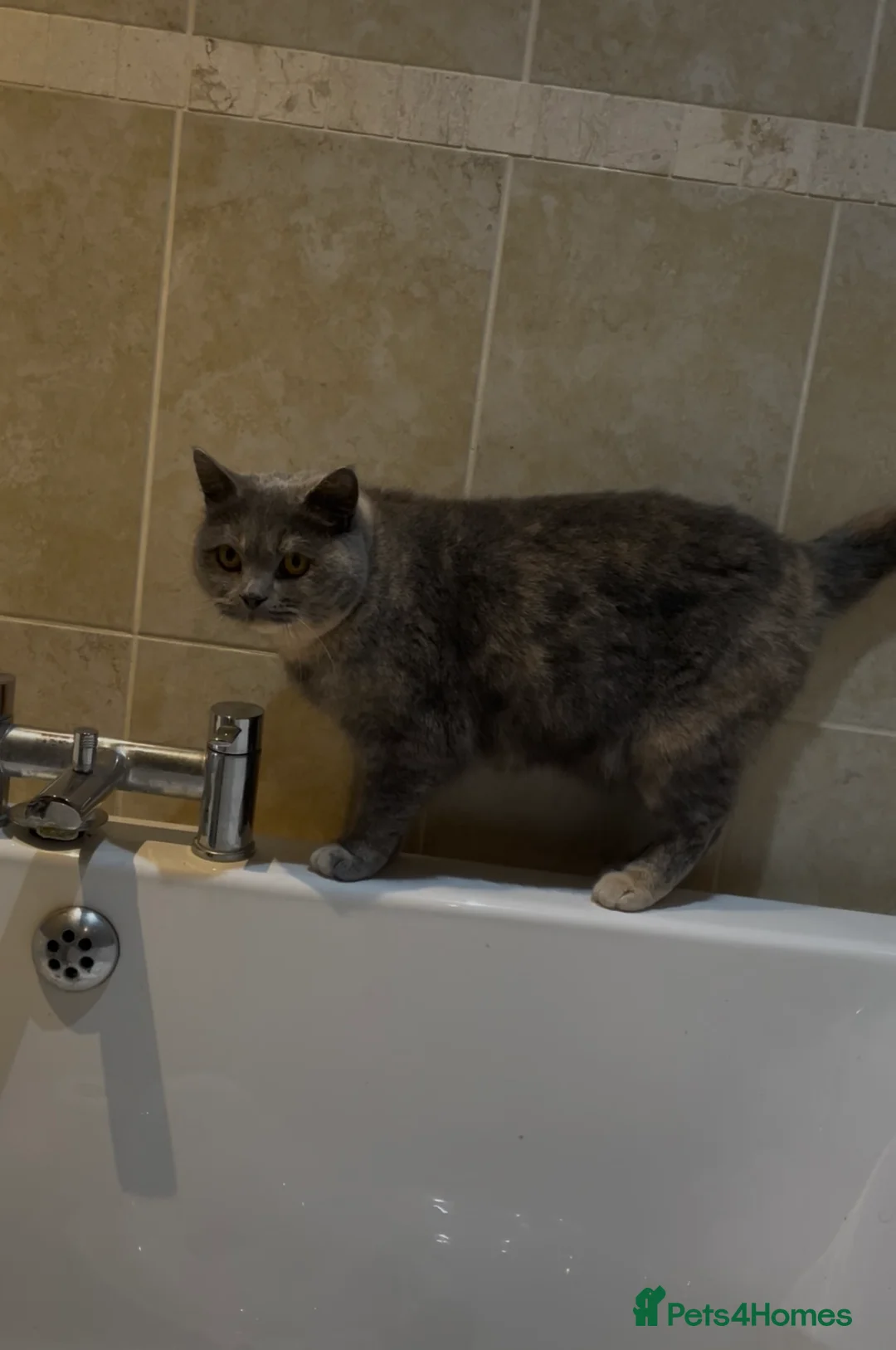 British Shorthair cats for sale: Lovely little lady - Advert 6