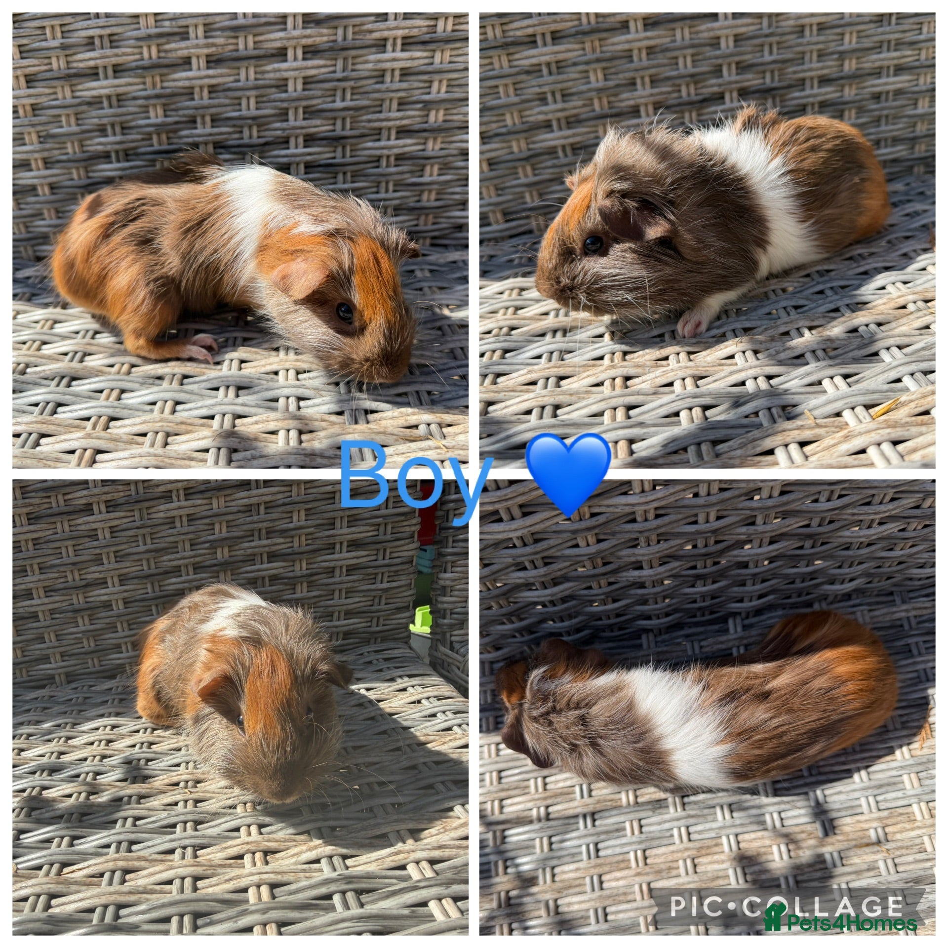 Guinea Pig rodents Male & Female piggies looking for new laps - Advert 2
