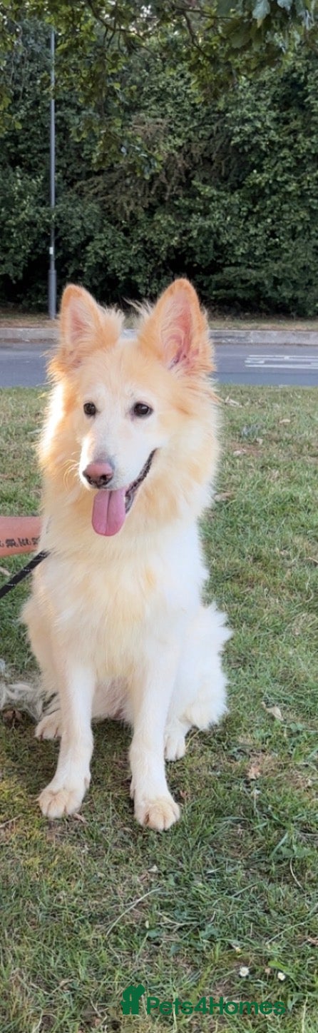 German Shepherd dogs White Apricot/Cream 3yrs old  - Advert 4