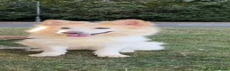 German Shepherd dogs for sale: White Apricot/Cream 3yrs old (2023). - Advert 23