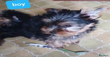 Yorkshire Terrier dogs - Advert 13