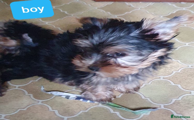 Yorkshire Terrier dogs - Advert 4