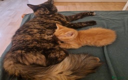 Somali cats for sale: Patient and friendly Somali cat for sale - Image 5