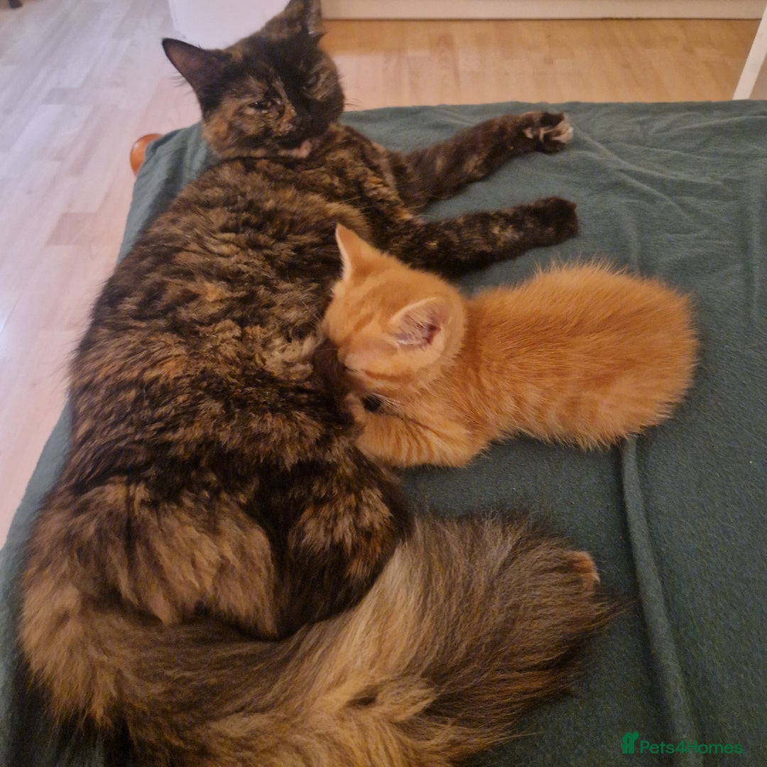 Somali cats for sale: Patient and friendly Somali cat for sale - Image 5