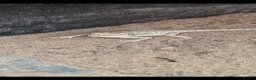 Bearded Dragon reptiles for sale: Bearded dragons - Advert 5