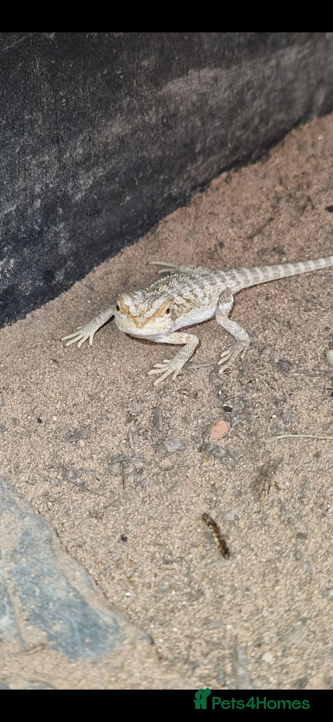 Bearded Dragon reptiles for sale: Bearded dragons - Advert 5