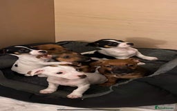 Jack Russell dogs for stud: Miniature Jack Russell for Stud in Newcastle upon Tyne - Image 16