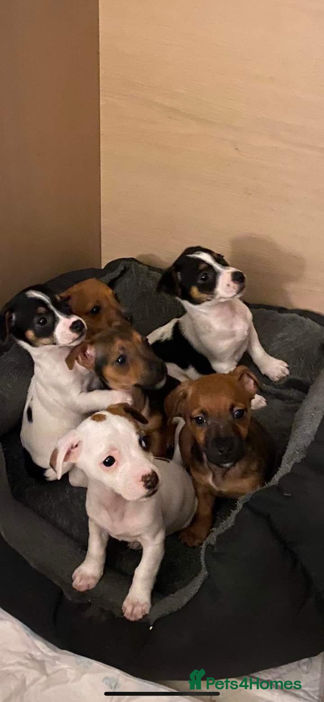 Jack Russell dogs for stud: Miniature Jack Russell for Stud in Newcastle upon Tyne - Image 16