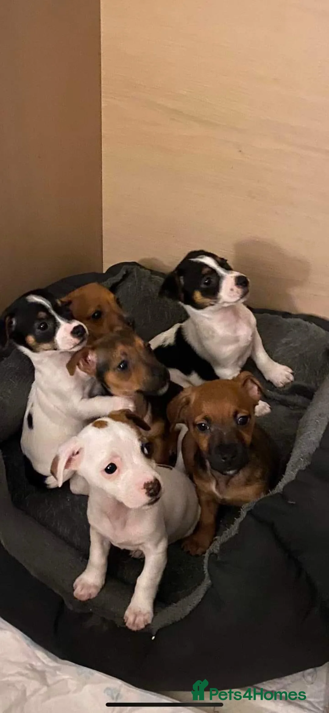 Jack Russell dogs for stud: Miniature Jack Russell for Stud in Newcastle upon Tyne - Advert 16